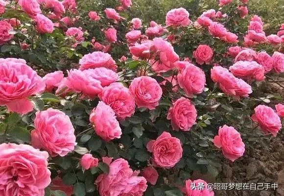 花中之王是什么花（3种花，分别是花中之王、花中之相、花中皇后）