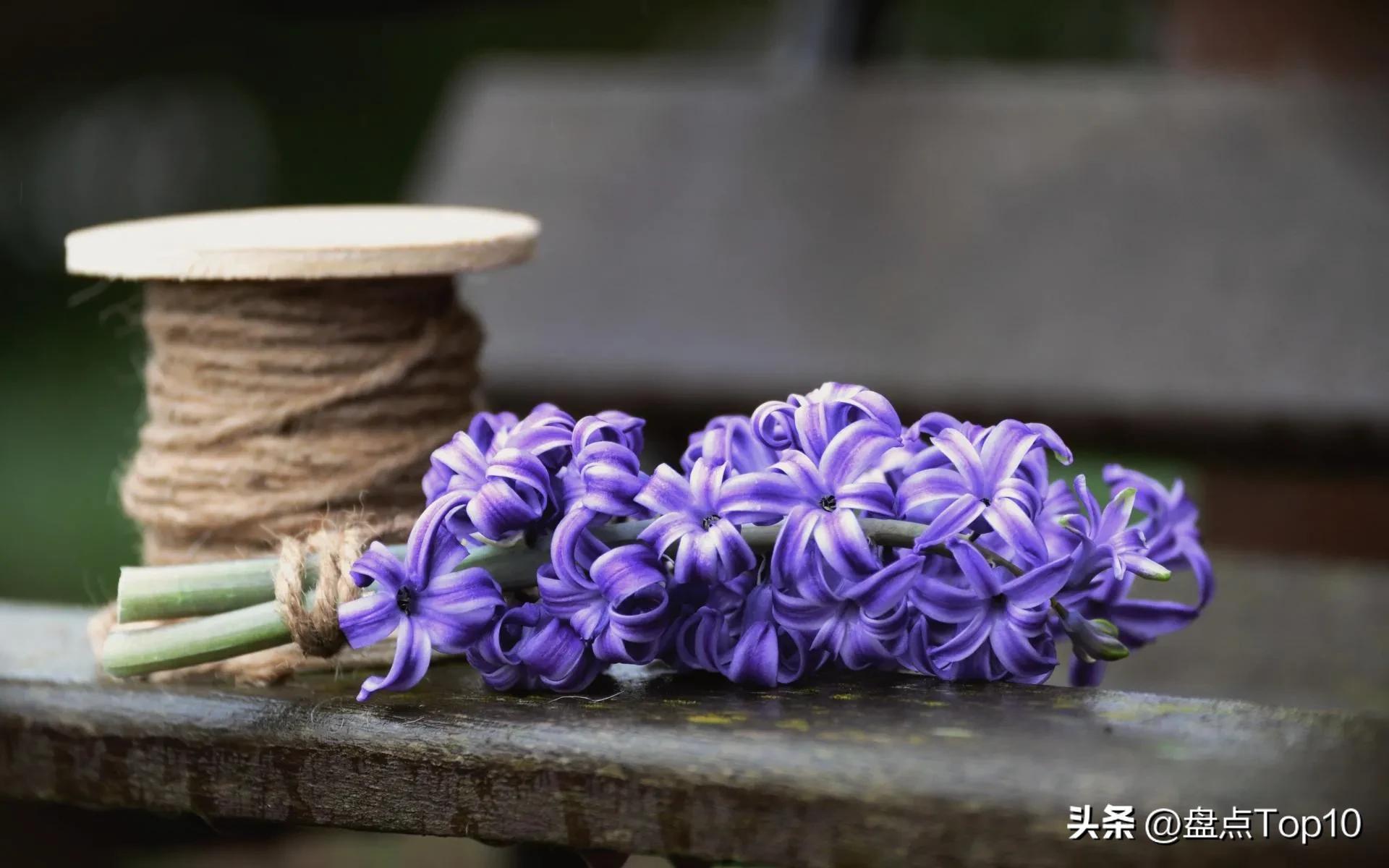 三月开什么花的多呀（盘点10种在3月盛开的花）