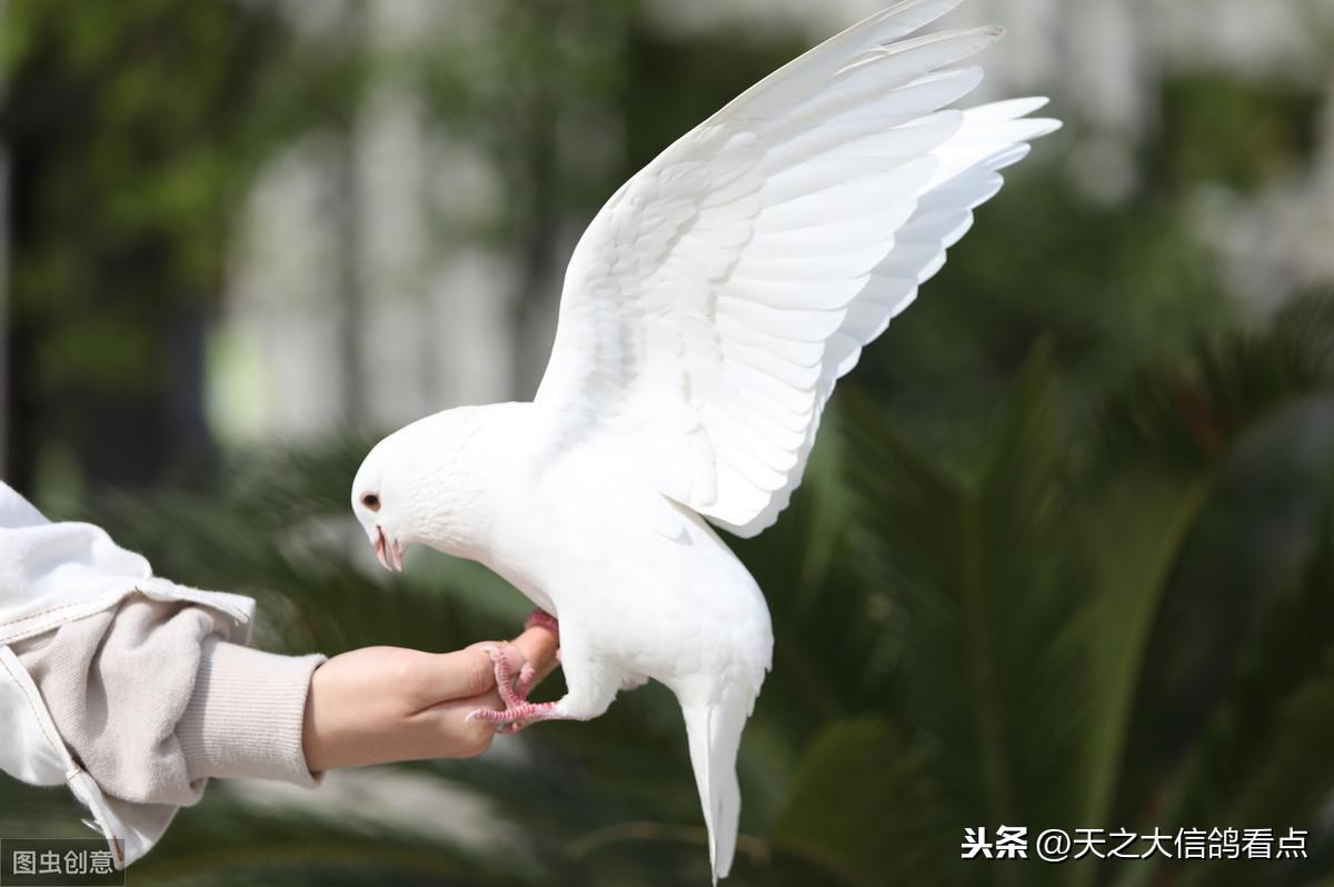 信鸽怎样饲养与训练