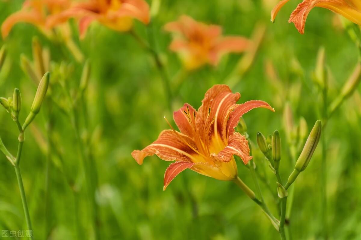 怎样晒黄花菜干，掌握技术流程