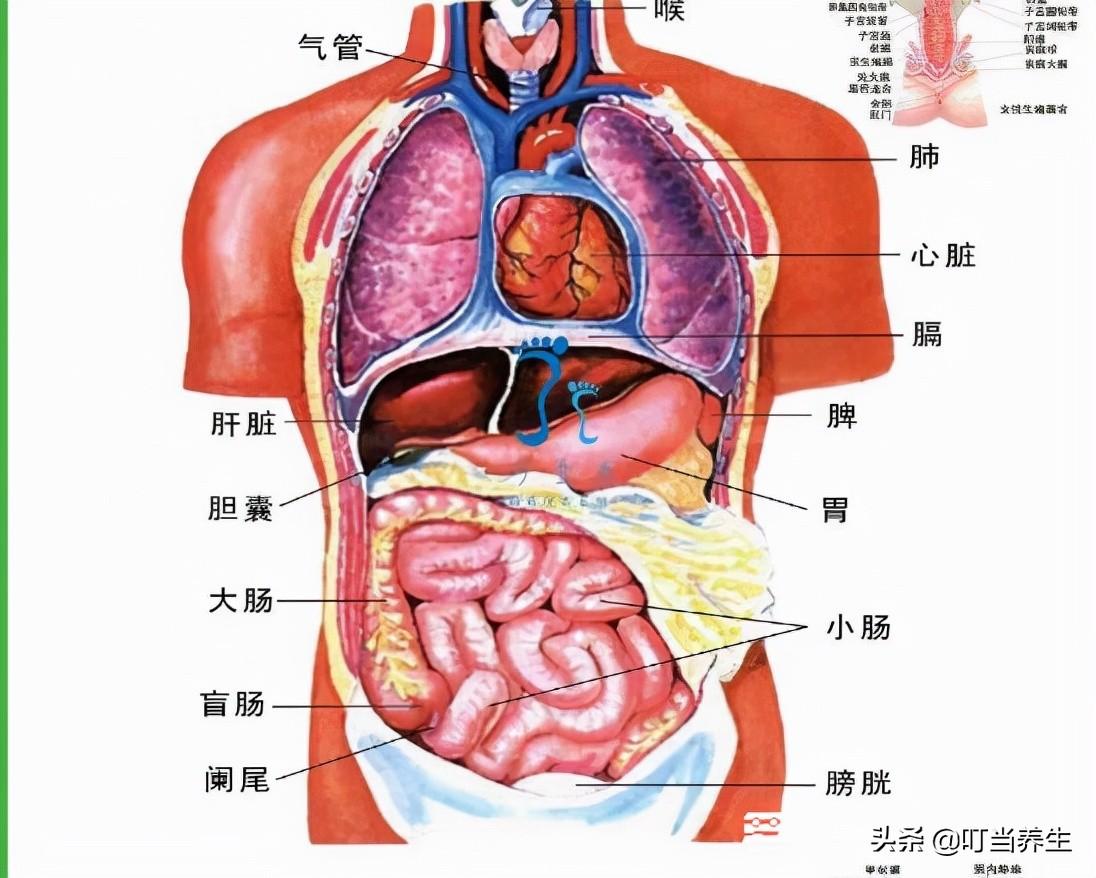 十二宫对应身体部位及脏器名称