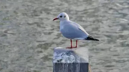 十首红尘的诗句：流光容易把人抛，红了樱桃，绿了芭蕉